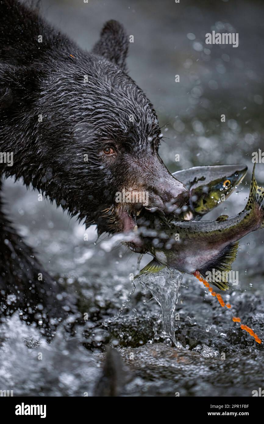 Pêche à l'ours noir Banque D'Images