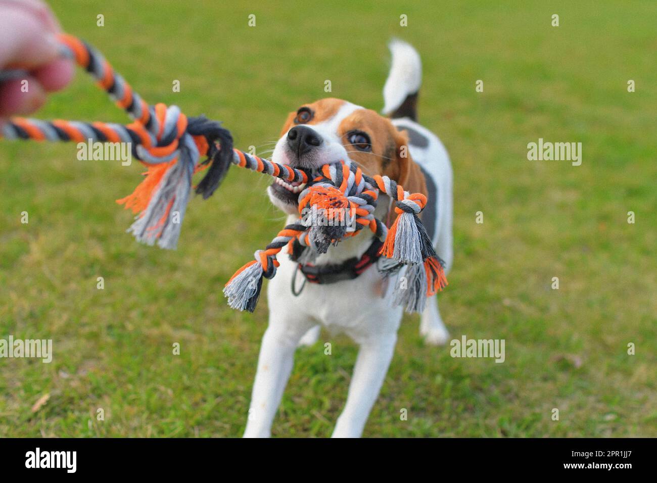 Un chien de beagle tire une corde et joue le remorqueur de guerre avec son  maître. Un chien joue un remorqueur de guerre avec une corde. Chien joueur  avec jouet. Tug de
