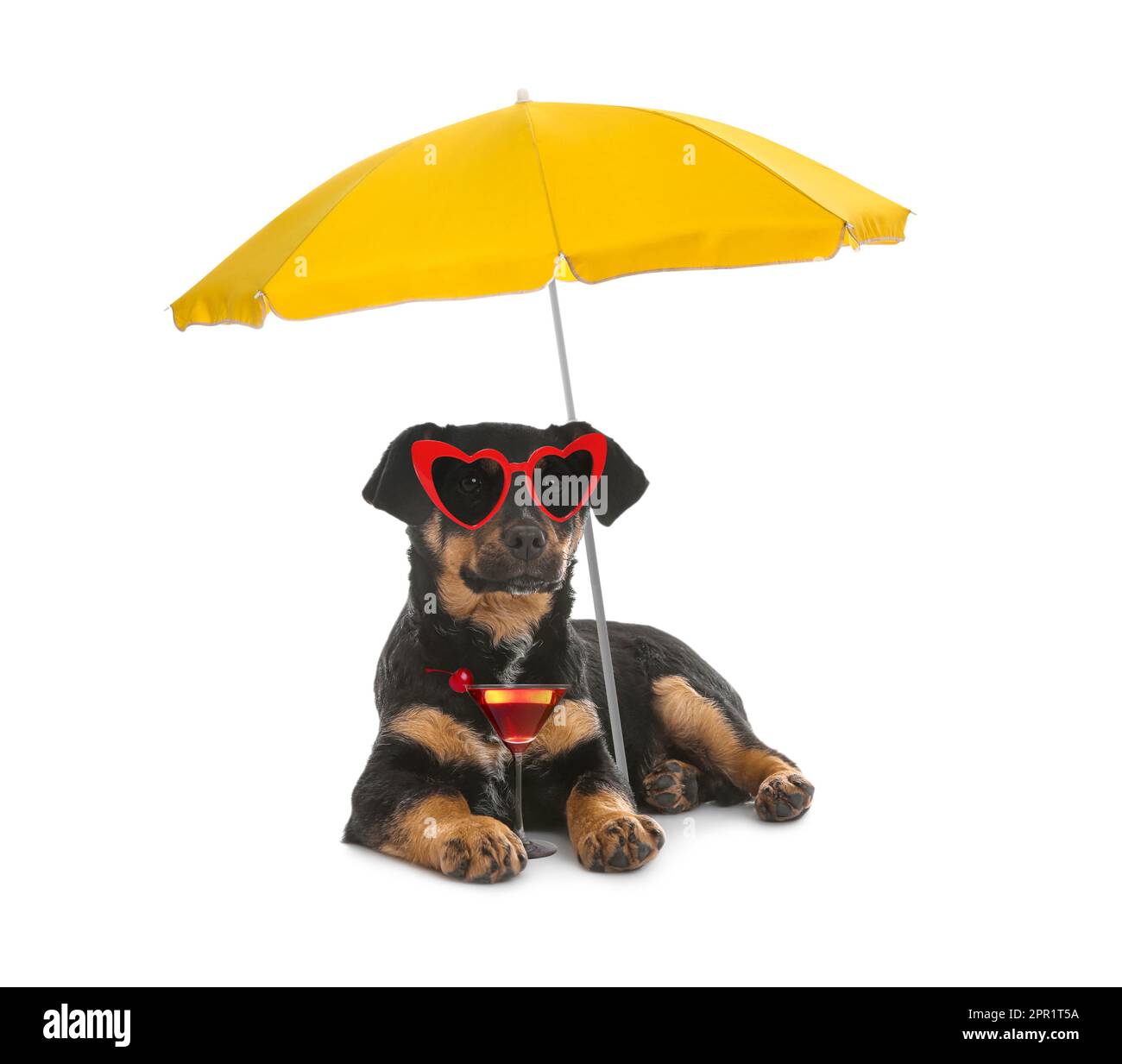 Chien mignon dans des lunettes de soleil avec un cocktail sous un parasol sur fond blanc. Fête d'été Banque D'Images