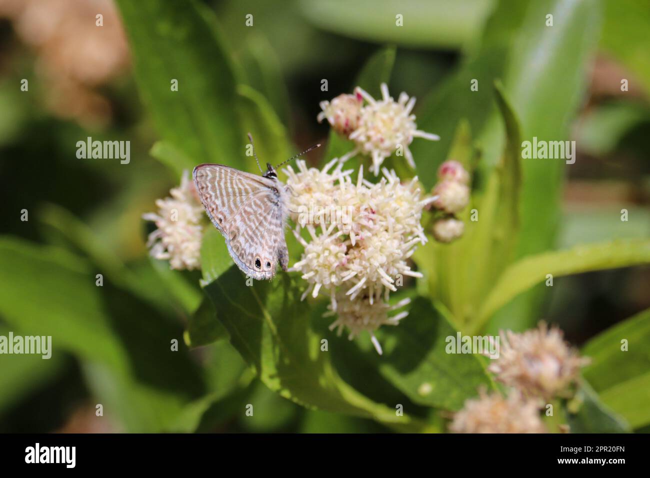 Bleu marin ou port de plaisance de Leptotes se nourrissant d'une fleur de graisse de mule au parc oasis de Veteran en Arizona. Banque D'Images