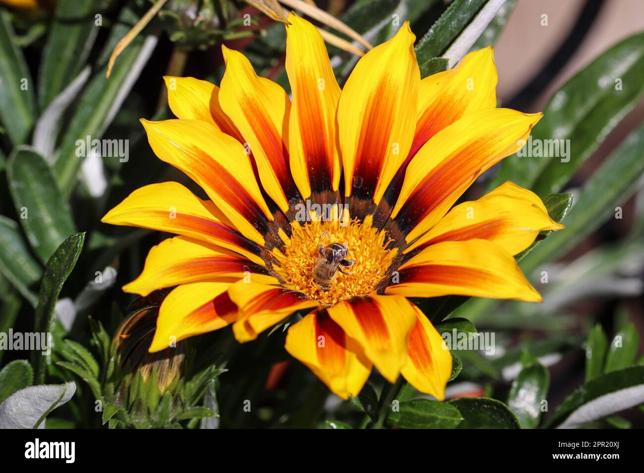 Gros plan de la fleur de gazania avec une abeille longue-corned dans elle à la pépinière de Whitfill en Arizona. Banque D'Images