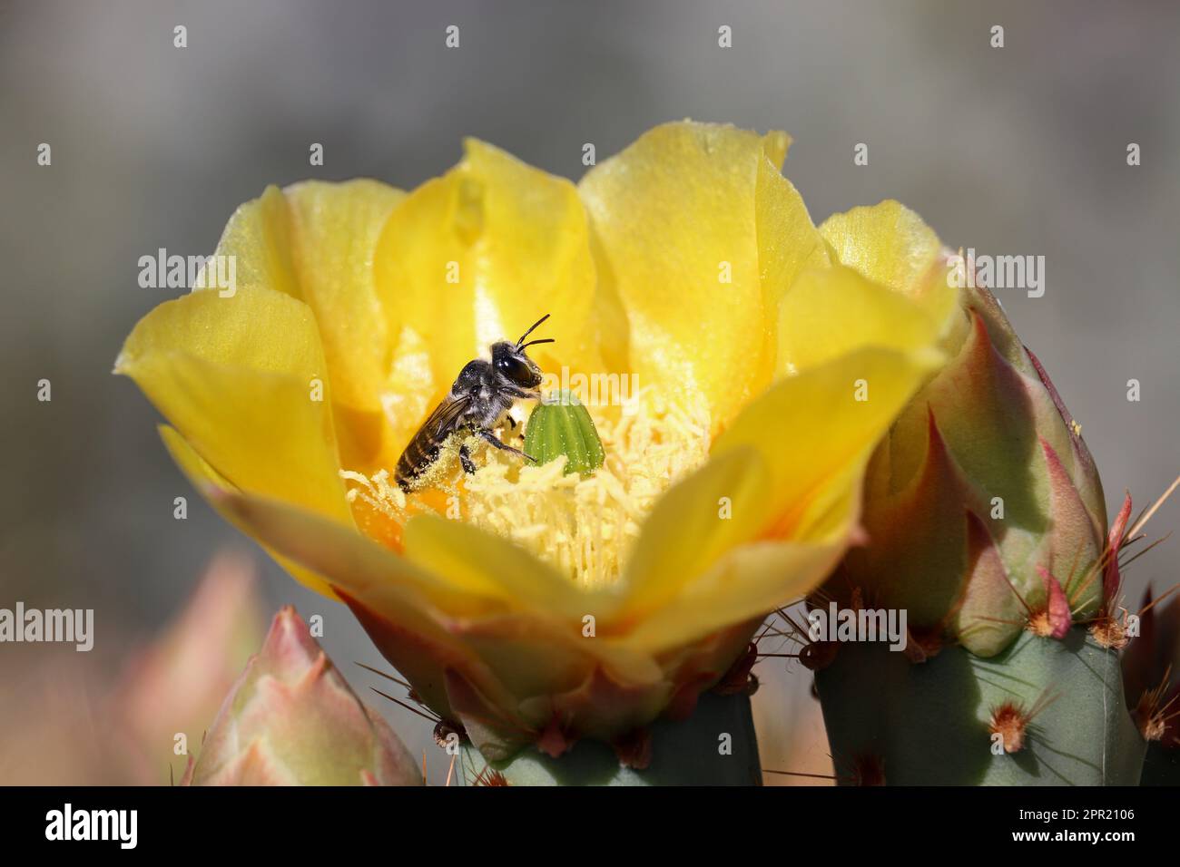 Poire pirickly déserte ou fleur d'Opuntia phaeacantha avec une abeille à feuilles au ranch d'eau de Riparian en Arizona. Banque D'Images