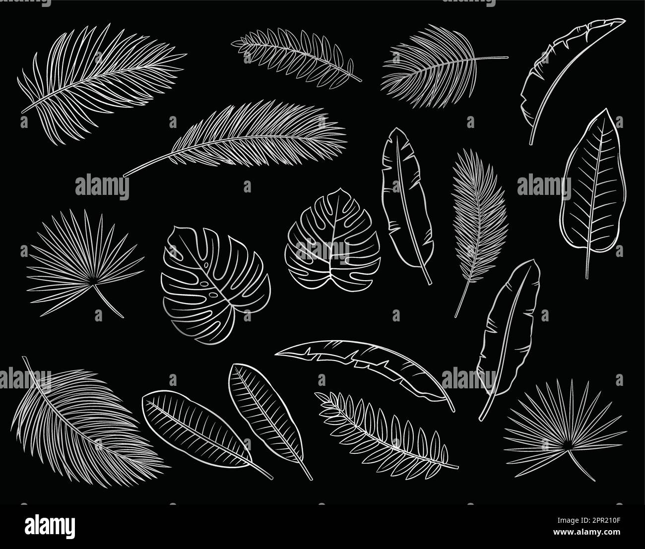 les feuilles tropicales argentées s'isolent sur fond noir Illustration de Vecteur