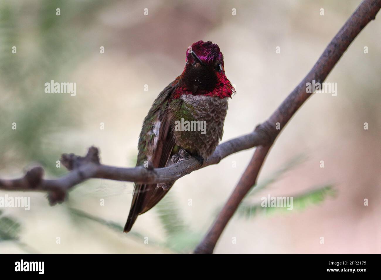 Un colibri d'Anna ou un Calypte anna perçant sur une branche du ranch d'eau riveraine en Arizona. Banque D'Images