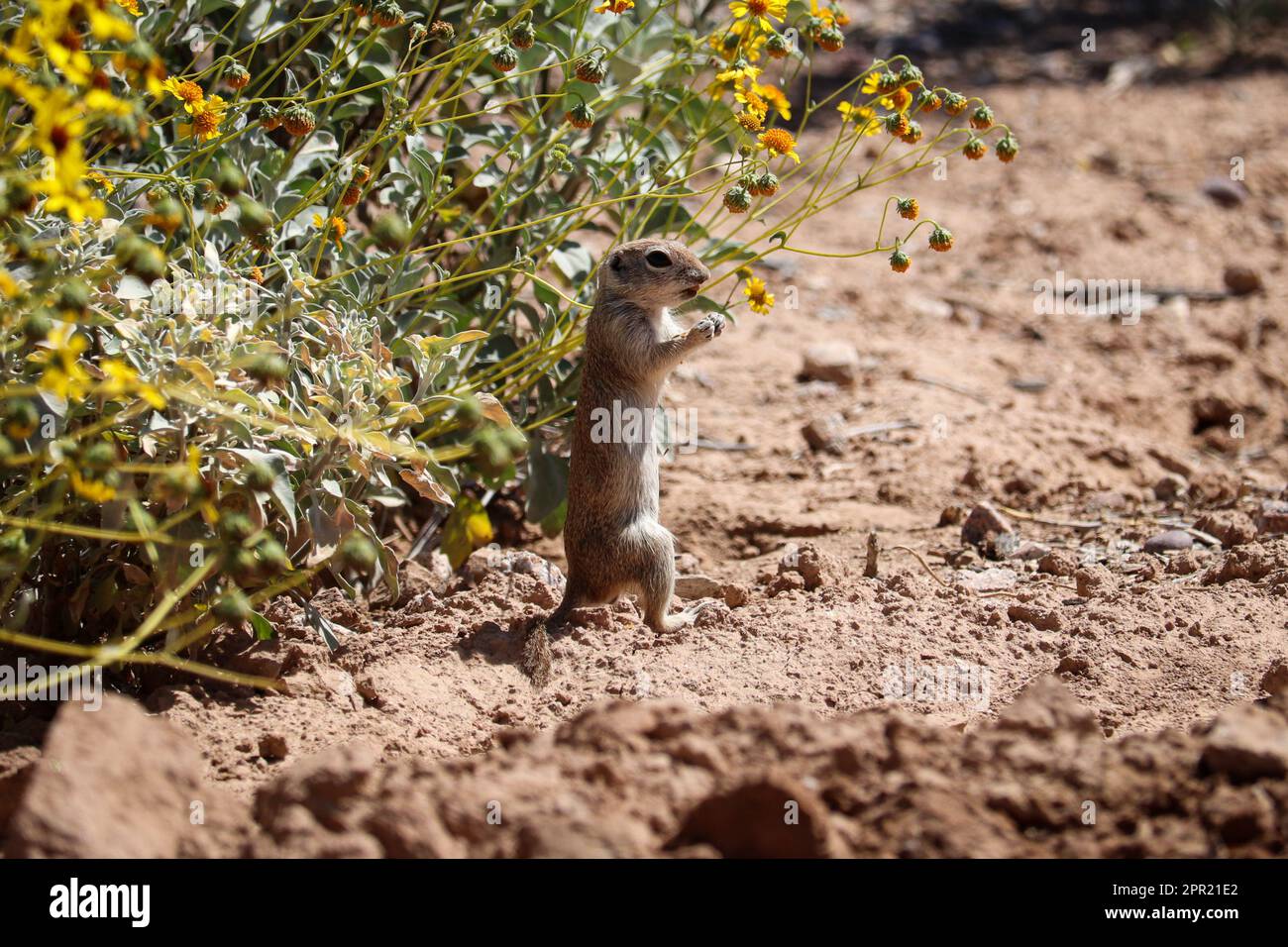 Écureuil à queue ronde ou Spermophiles tereticaudus se nourrissant de fleurs de brittlebush au parc oasis des vétérans/ Banque D'Images