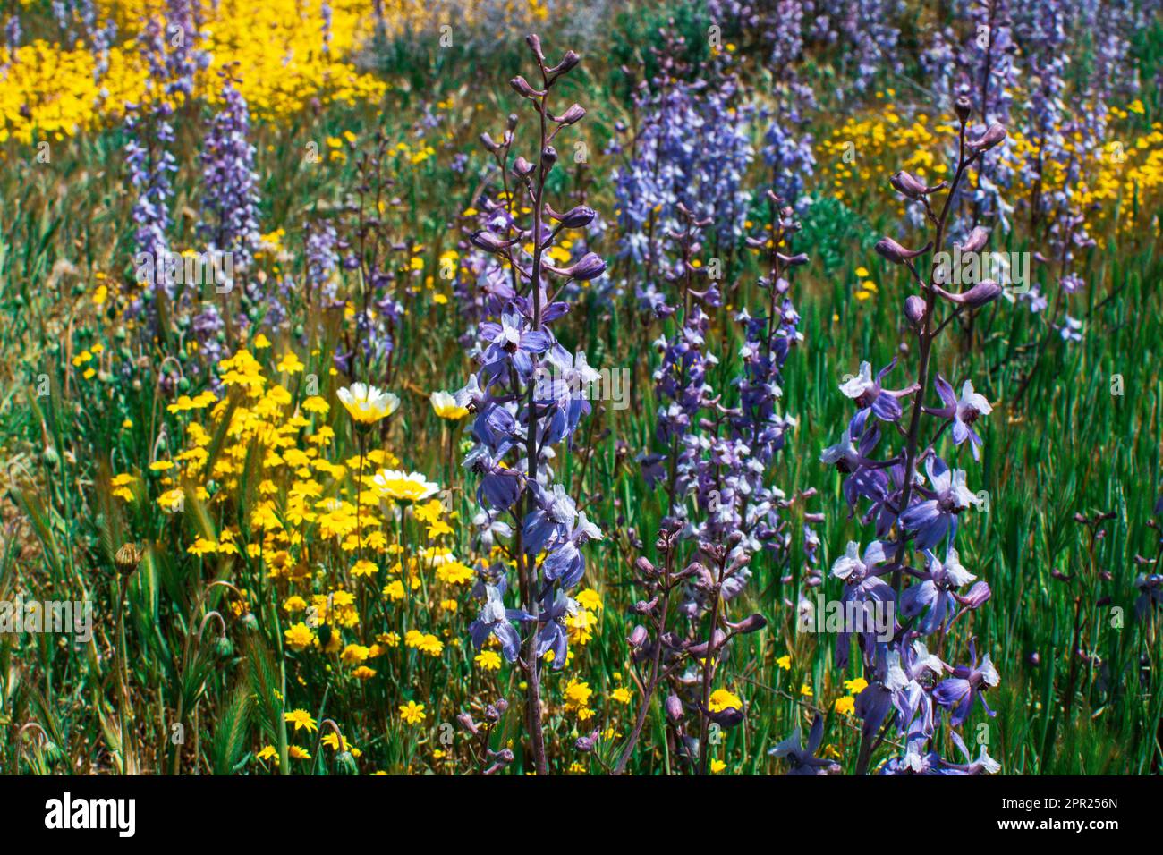 Superbloom Carrizo Plain Banque D'Images
