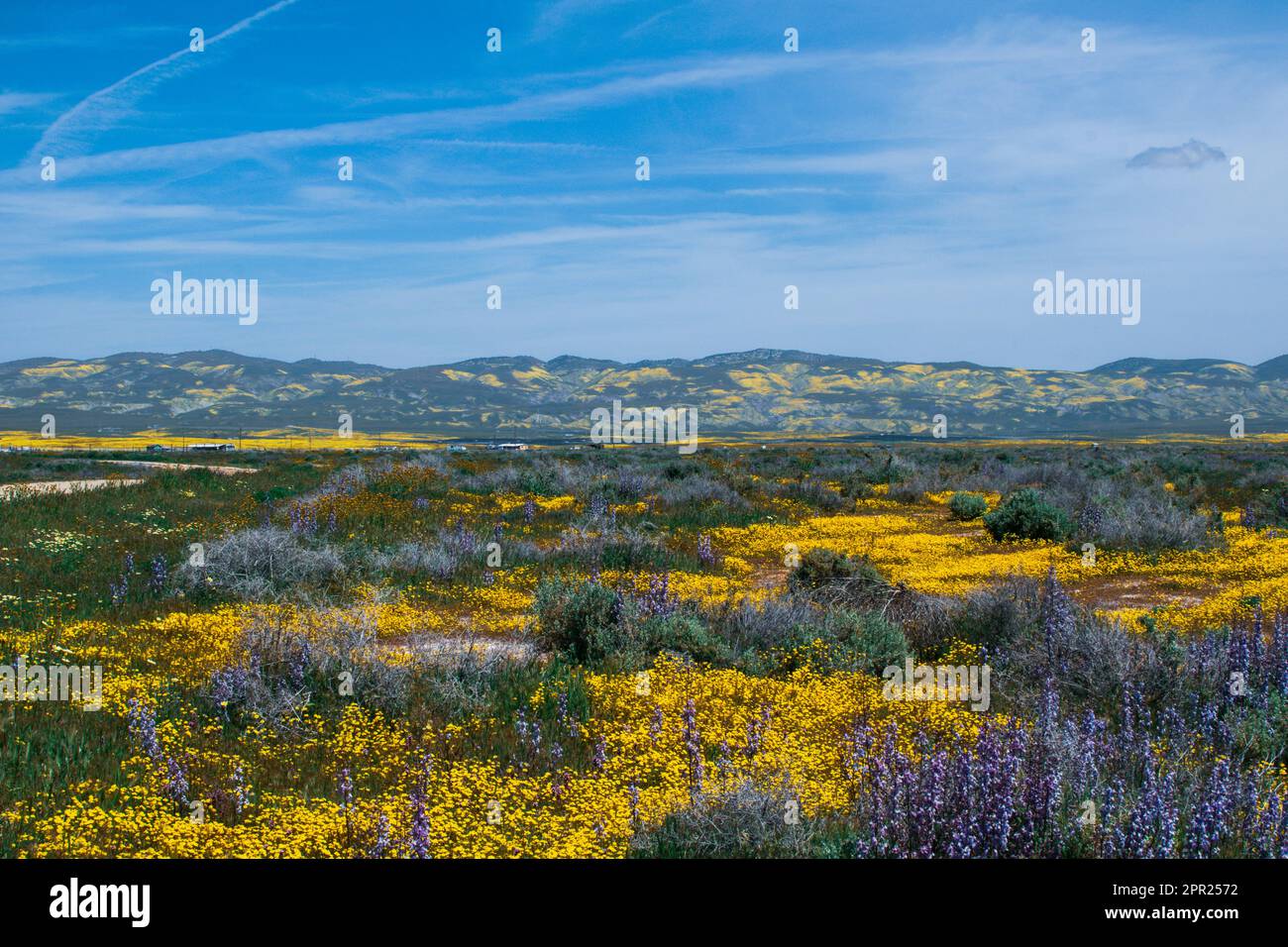 Superbloom Carrizo Plain Banque D'Images