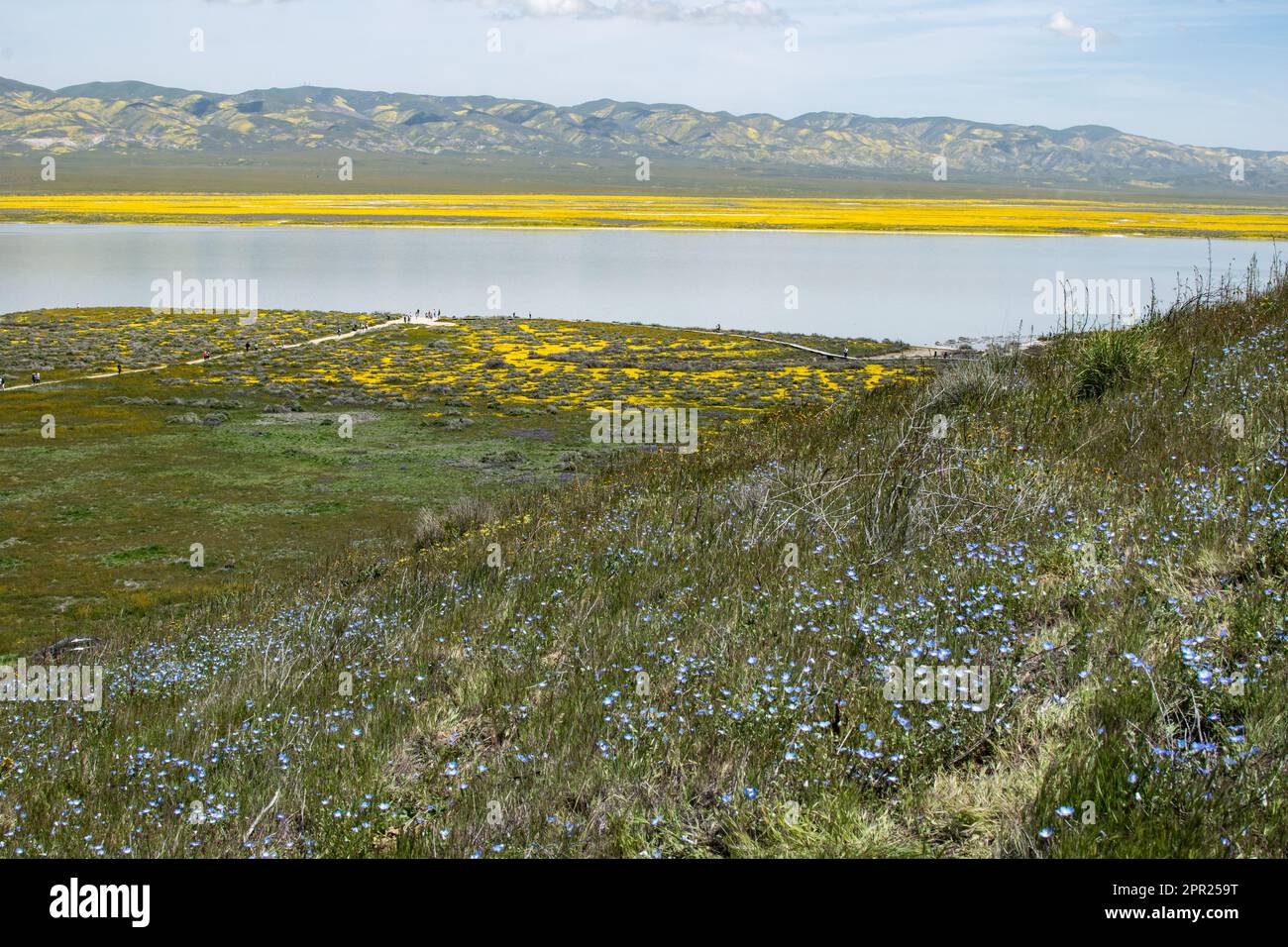 Superbloom Carrizo Plain Banque D'Images