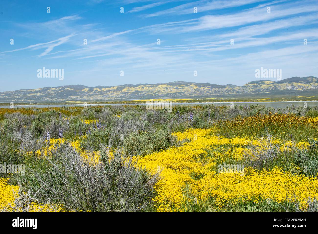 Superbloom Carrizo Plain Banque D'Images