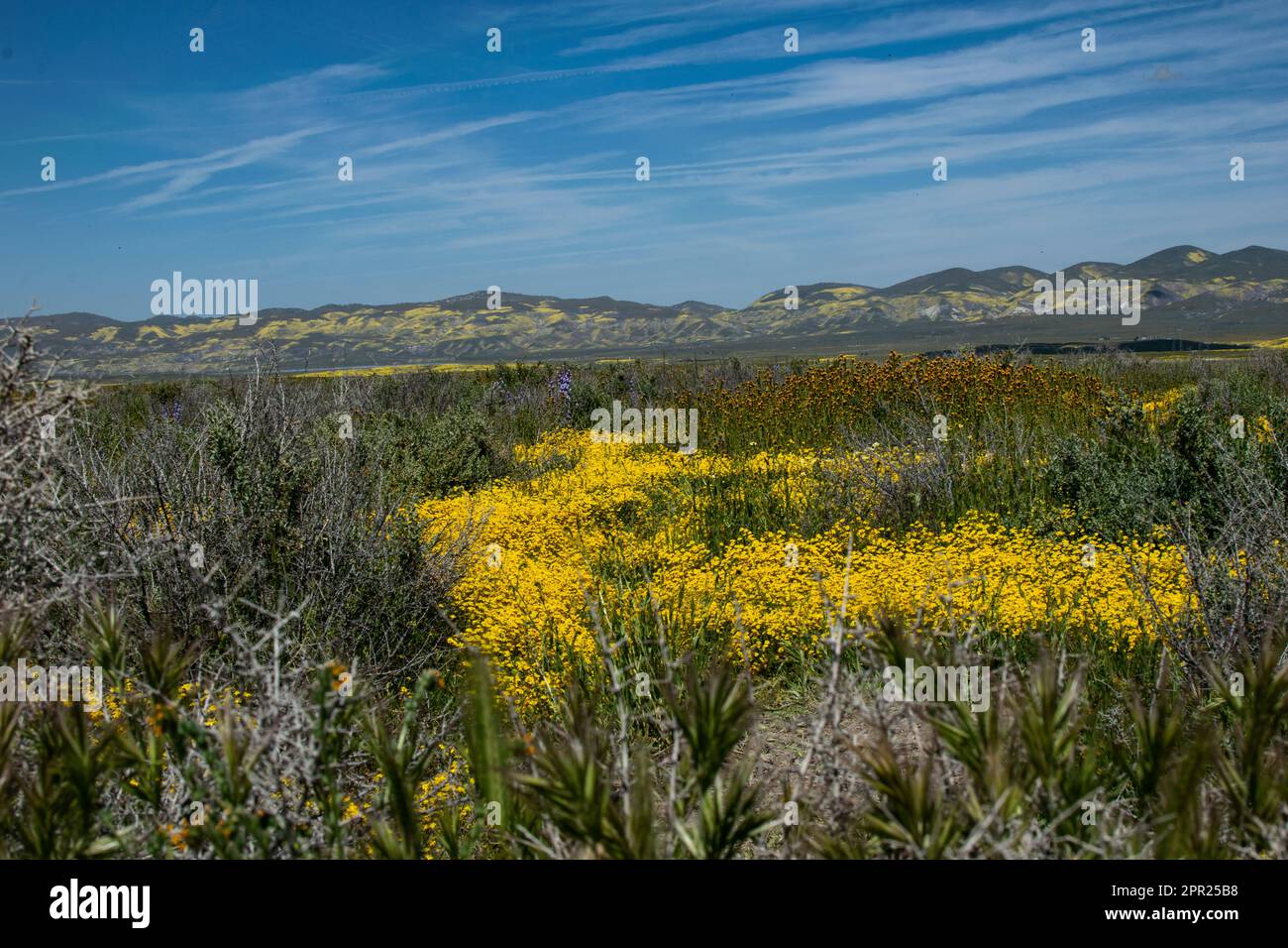 Superbloom Carrizo Plain Banque D'Images