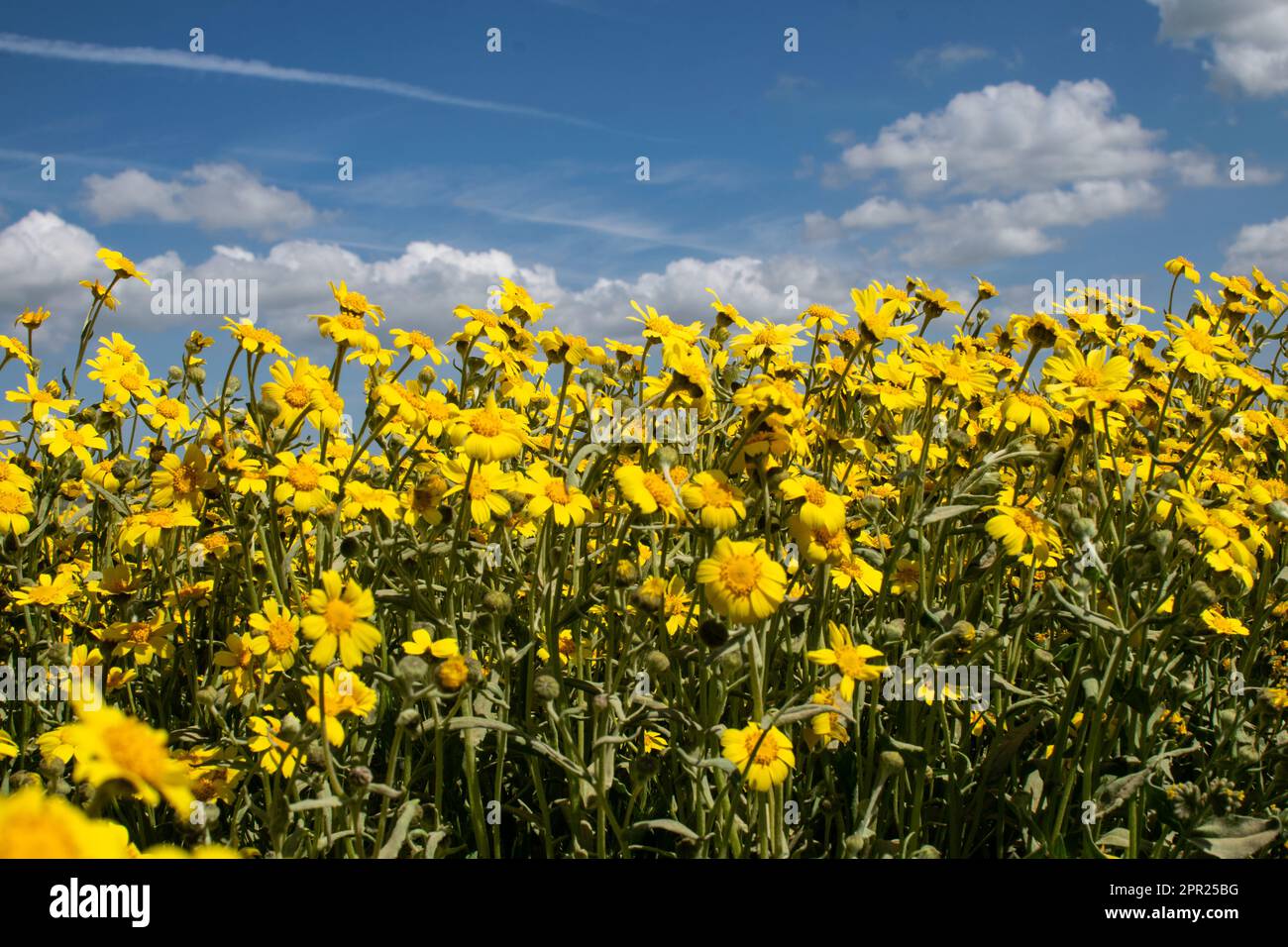 Superbloom Carrizo Plain Banque D'Images