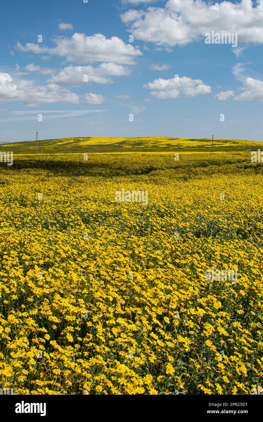 Superbloom Carrizo Plain Banque D'Images
