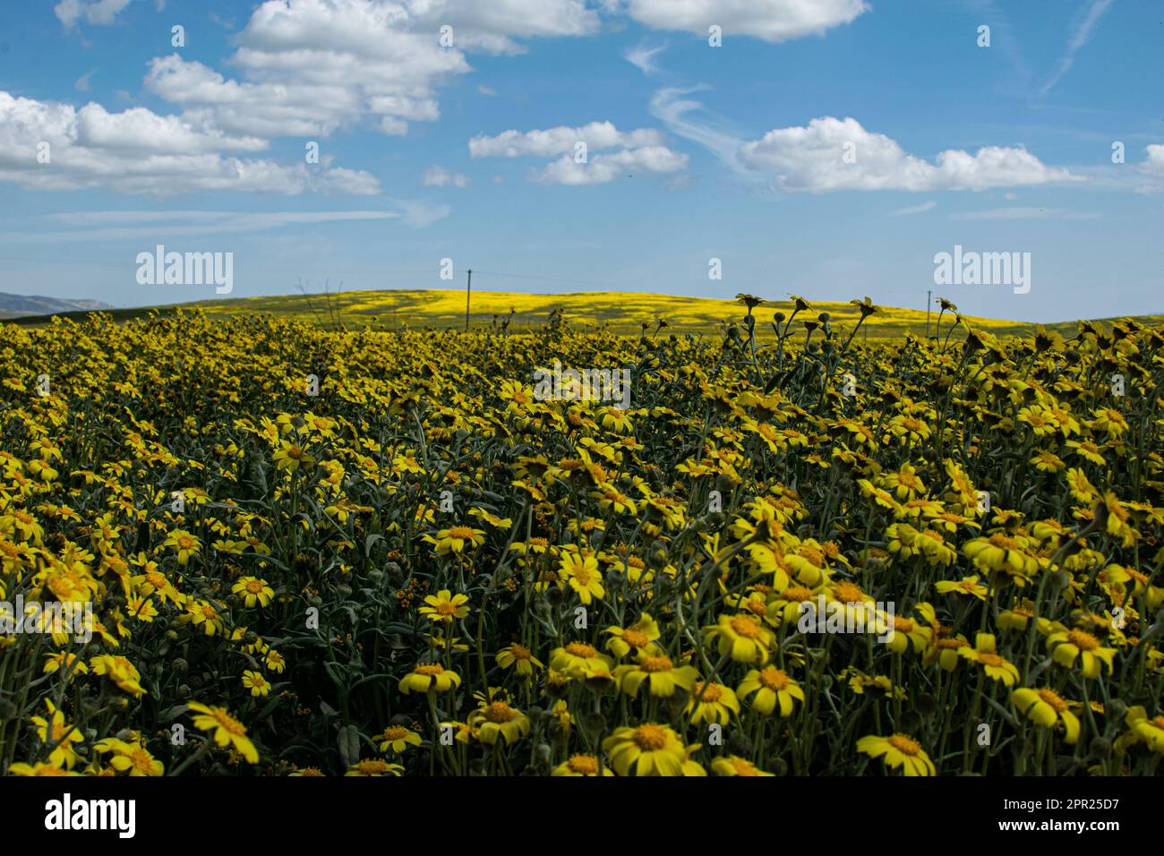Superbloom Carrizo Plain Banque D'Images