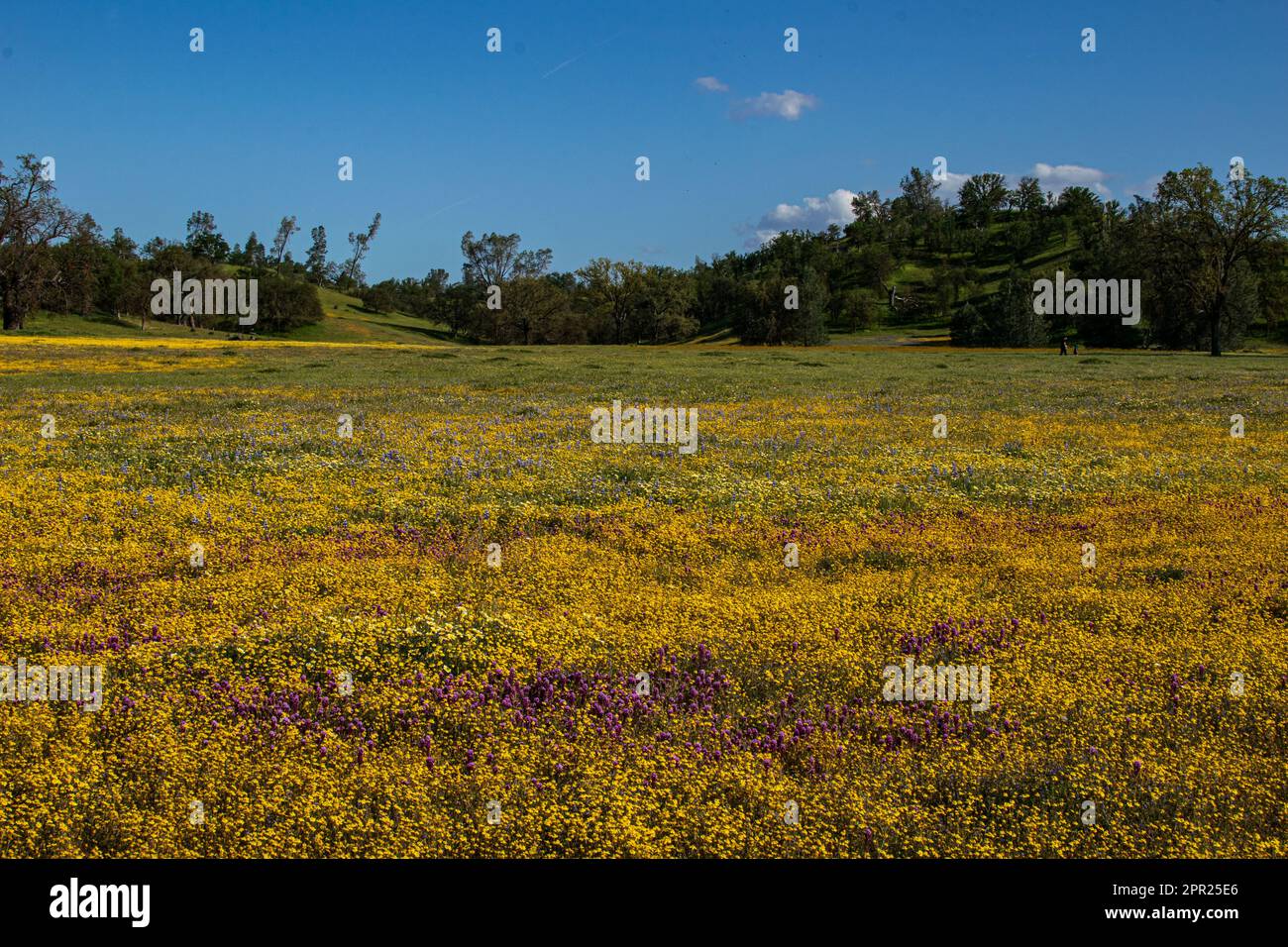 Superbloom Carrizo Plain Banque D'Images