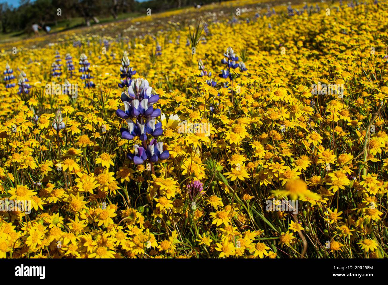 Superbloom Carrizo Plain Banque D'Images