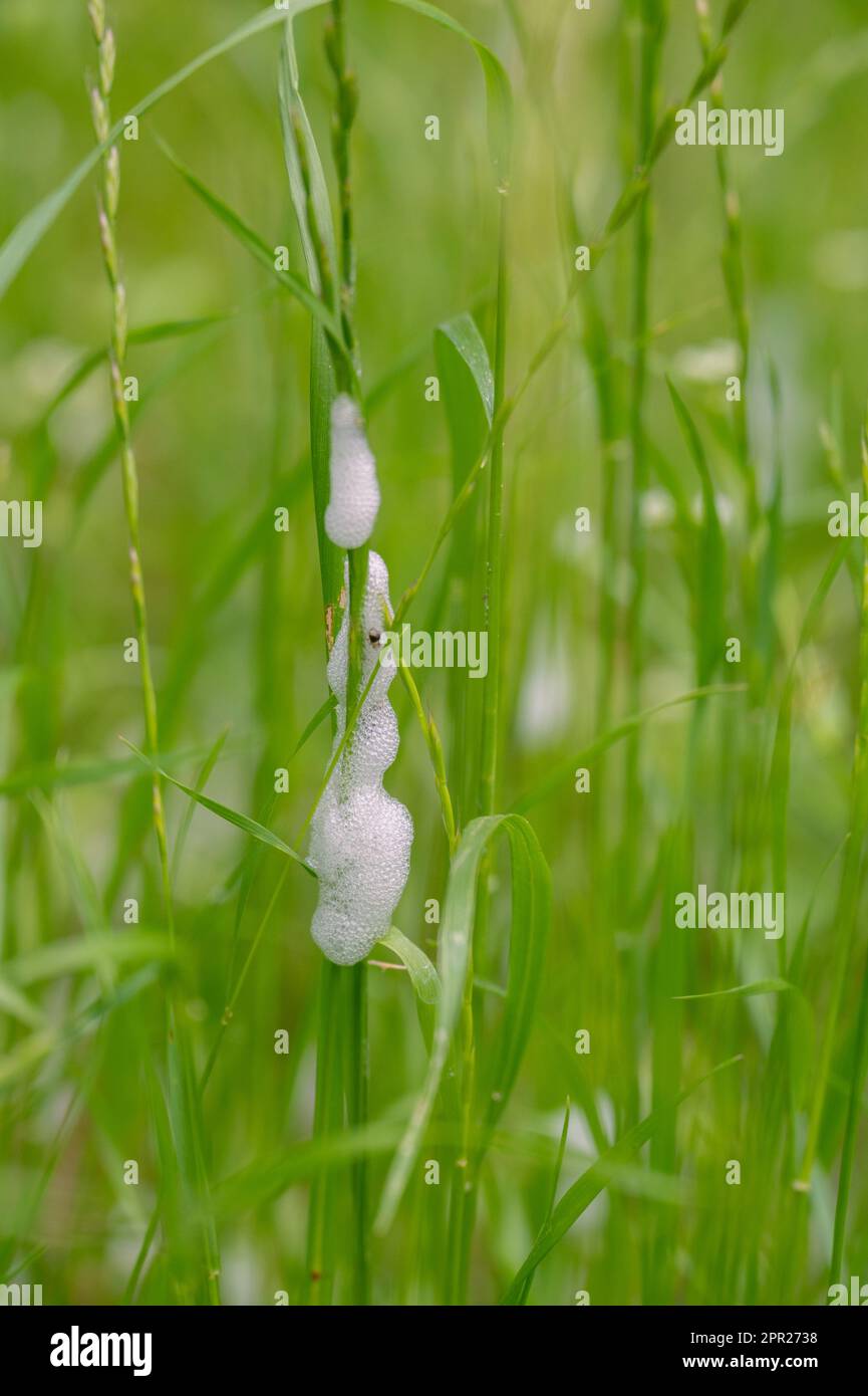 Preuve d'insectes de grenouille de prairie dans un champ d'herbe. Banque D'Images