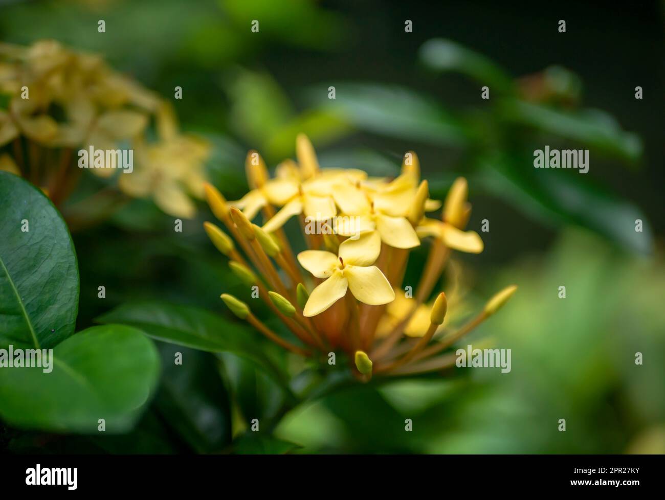 Fleur de Soka jaune, Ixora coccinea, géranium de la jungle, une espèce de la famille des Rubiaceae. Mise au point peu profonde Banque D'Images