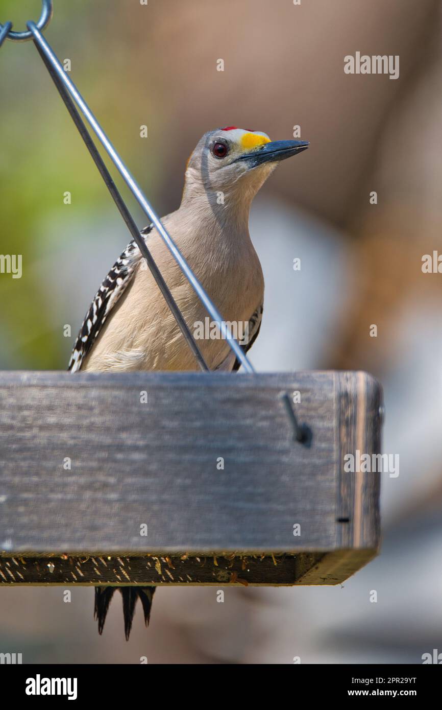 Pic à la façade dorée sur mangeoire à oiseaux Banque D'Images