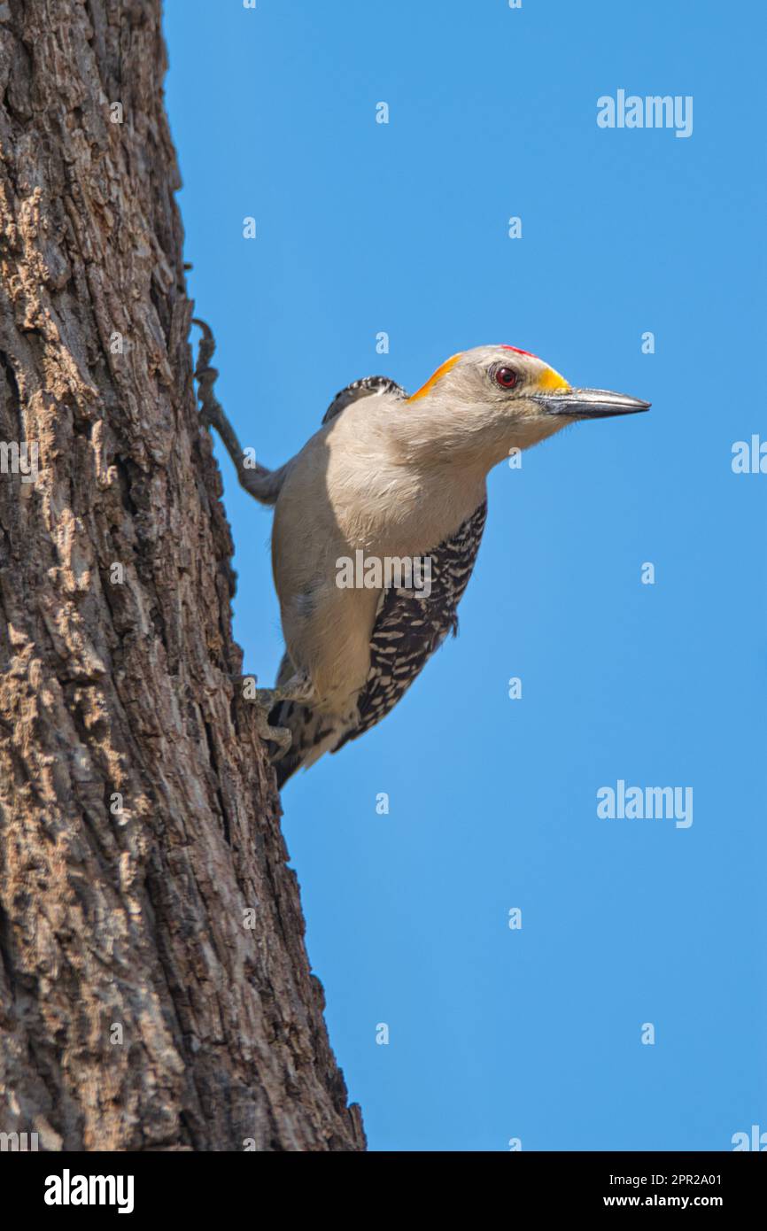 Pic de bois à la façade dorée sur le tronc de l'arbre Banque D'Images