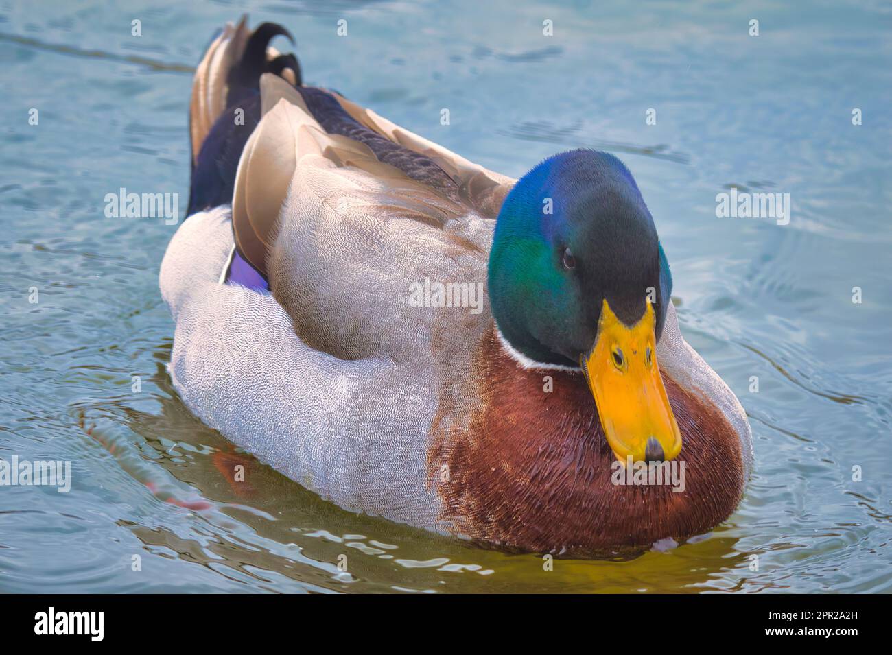 Nageant Mallard Banque D'Images