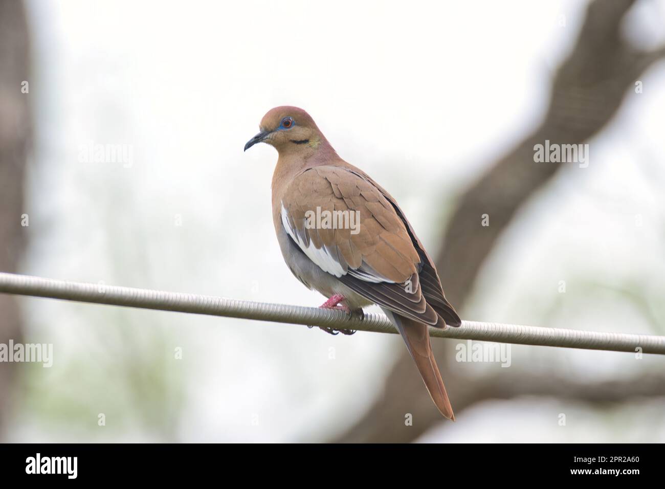 Dove à ailes blanches sur une ligne Banque D'Images