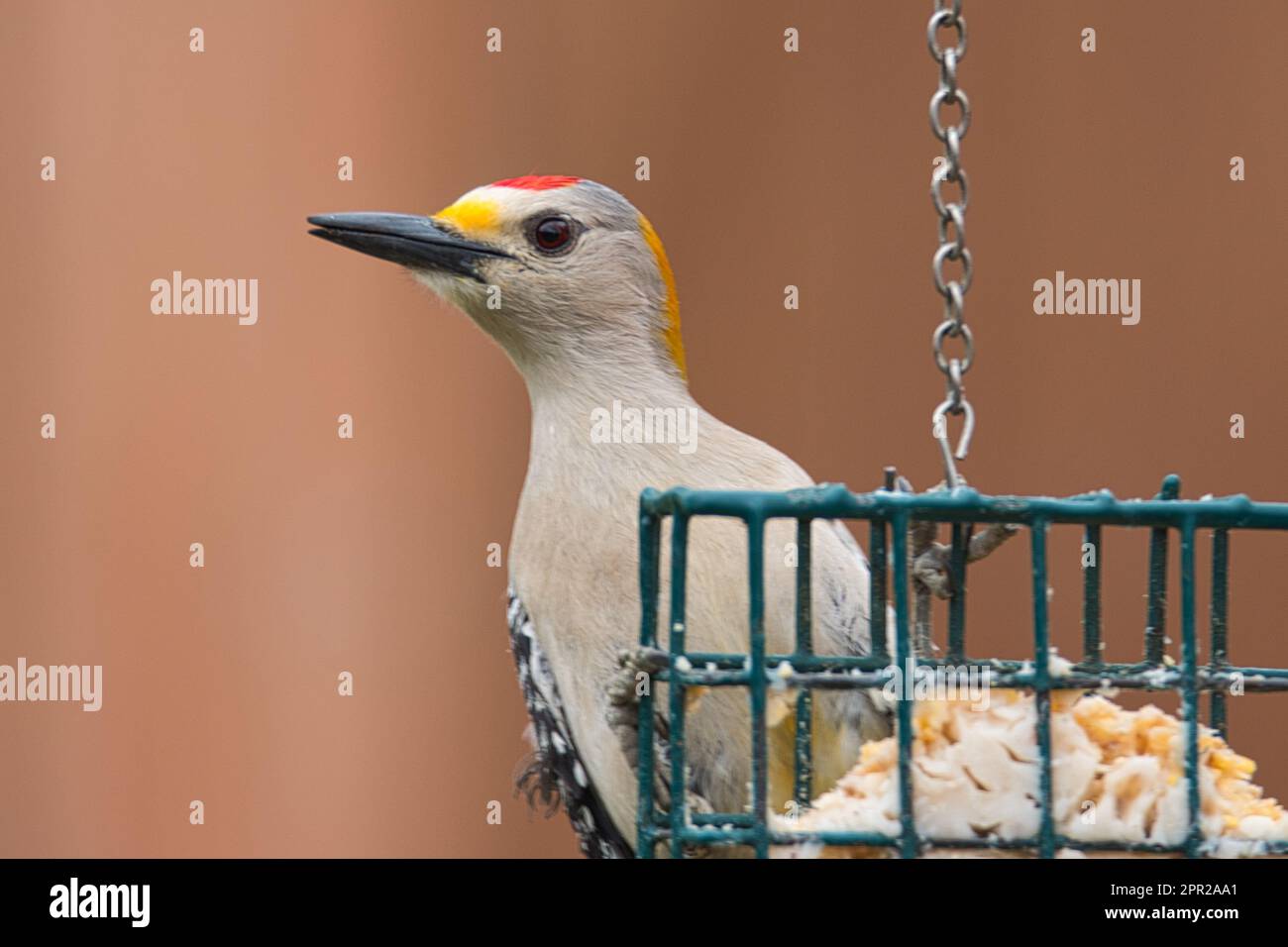 Pic à la façade dorée sur Suet Feeder Banque D'Images