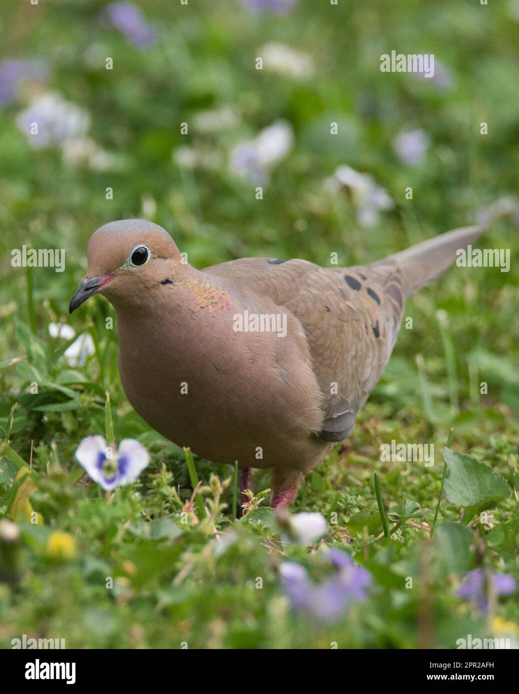 Le deuil de Dove au printemps Banque D'Images