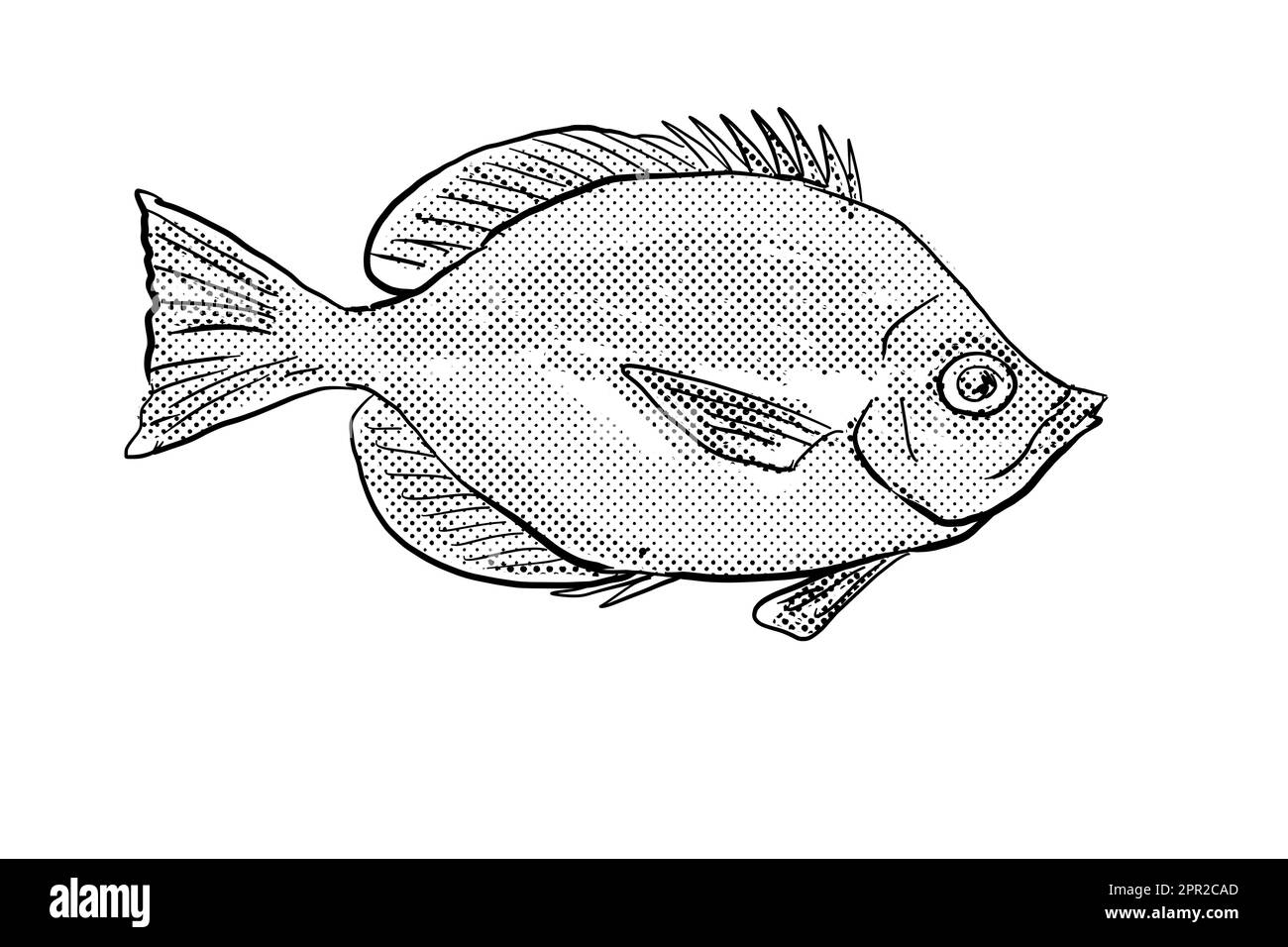 Dessin de style caricatulaire d'un butterflyfish de thompson de Hemitaurichthys un poisson endémique à Hawaï et à l'archipel hawaïen avec un point de demi-teinte Banque D'Images