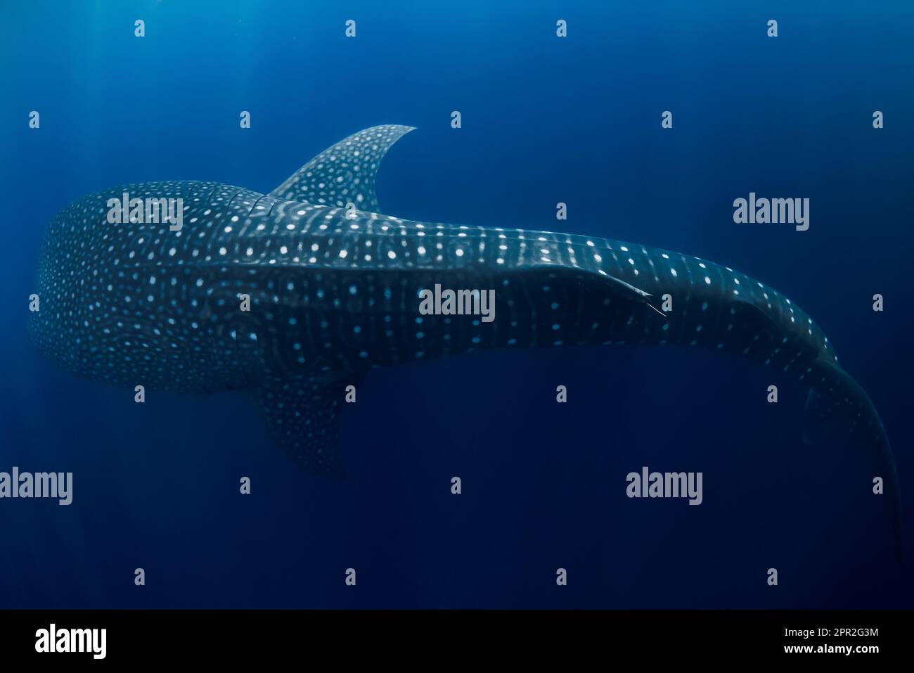 Requin-baleine nageant dans l'océan bleu. Des motifs de points étonnants du plus grand poisson du monde. Banque D'Images