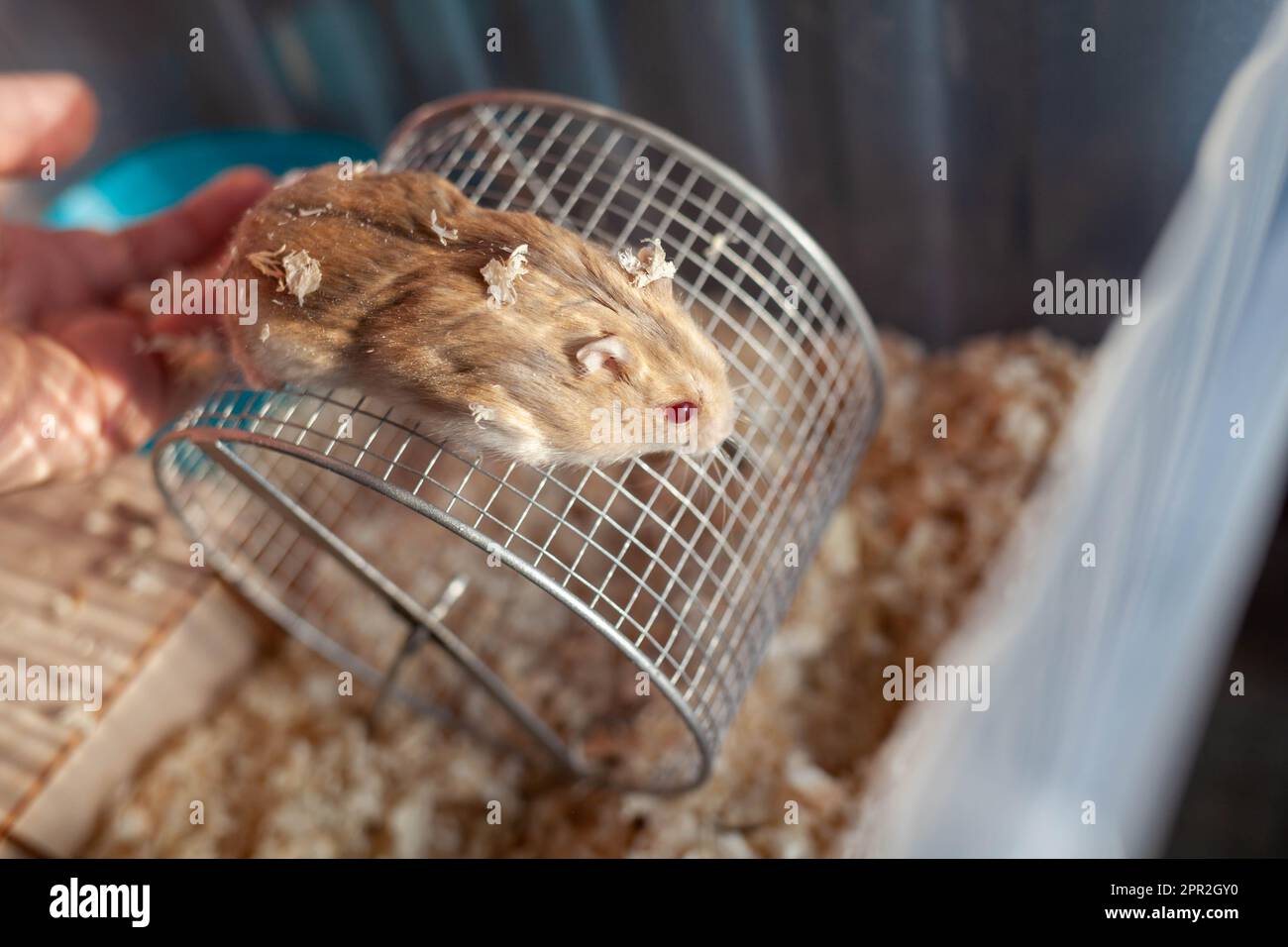 Un joli hamster syrien dans une boîte sort de sa maison mendiant pour la nourriture des animaux de compagnie. La cage est remplie de sciure et il y a une roue, un bol à boire, et Banque D'Images