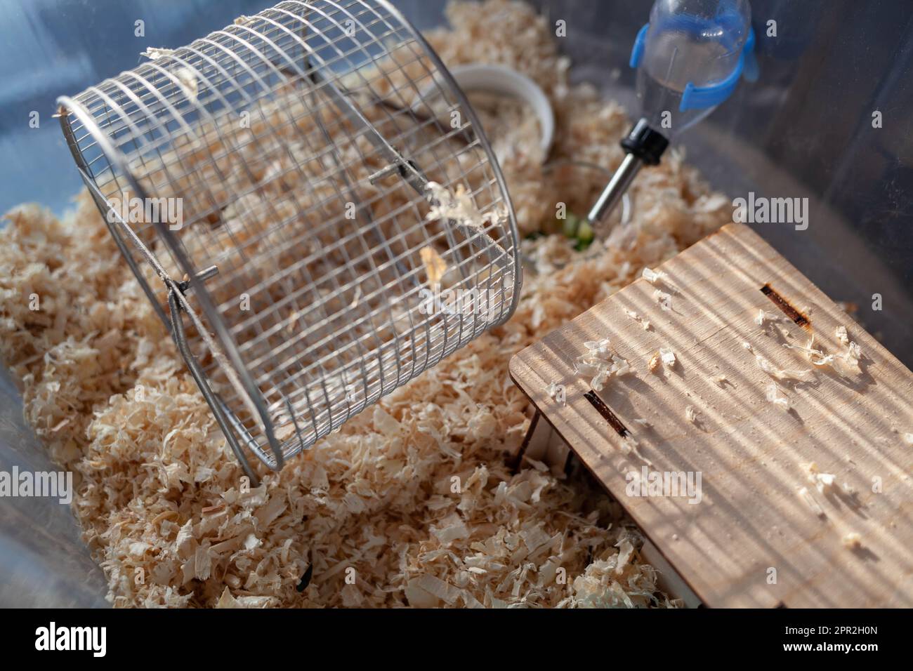 Un joli hamster syrien dans une boîte sort de sa maison mendiant pour la nourriture des animaux de compagnie. La cage est remplie de sciure et il y a une roue, un bol à boire, et Banque D'Images