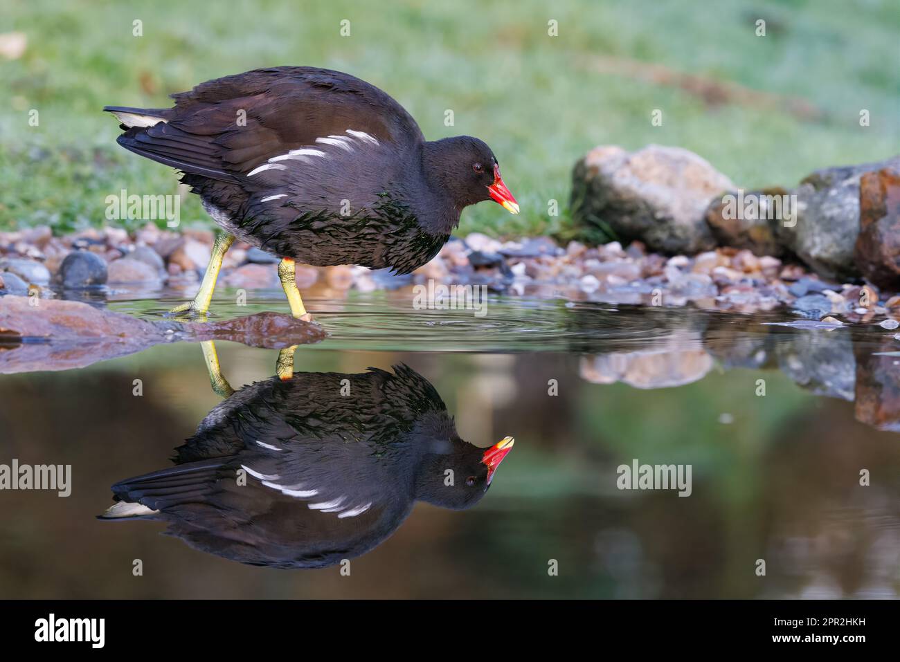 Moorhen [ Gallinula chloropus ] debout dans un étang de jardin avec réflexion Banque D'Images