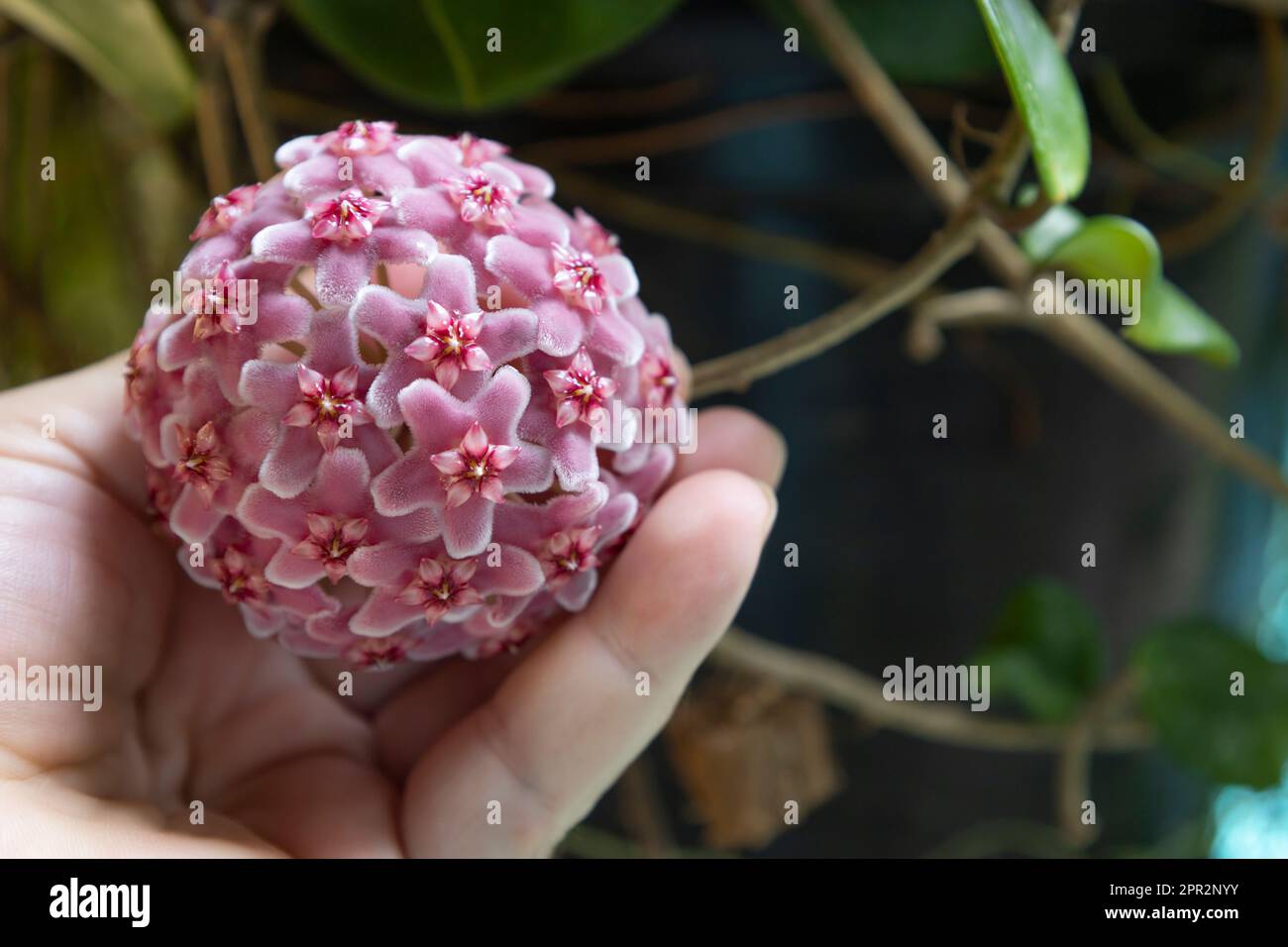 Fleurs de carnosa de Hoya. Fleur de porcelaine ou plante de cire. boule de fleurs roses en fleurs sur la main Banque D'Images