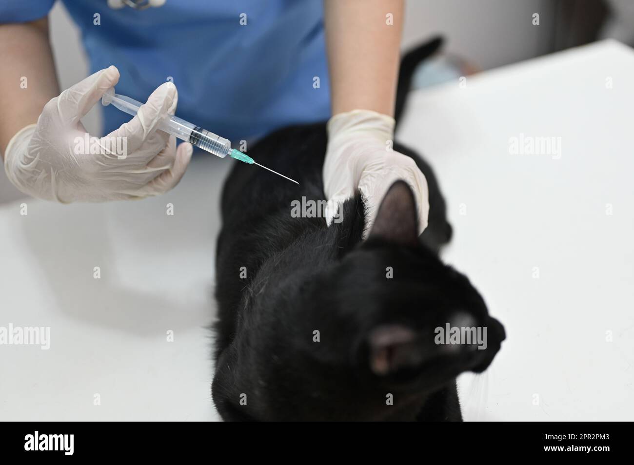Une femme vétérinaire professionnelle vaccinant un chat noir mignon dans la salle d'examen d'une clinique vétérinaire. Banque D'Images
