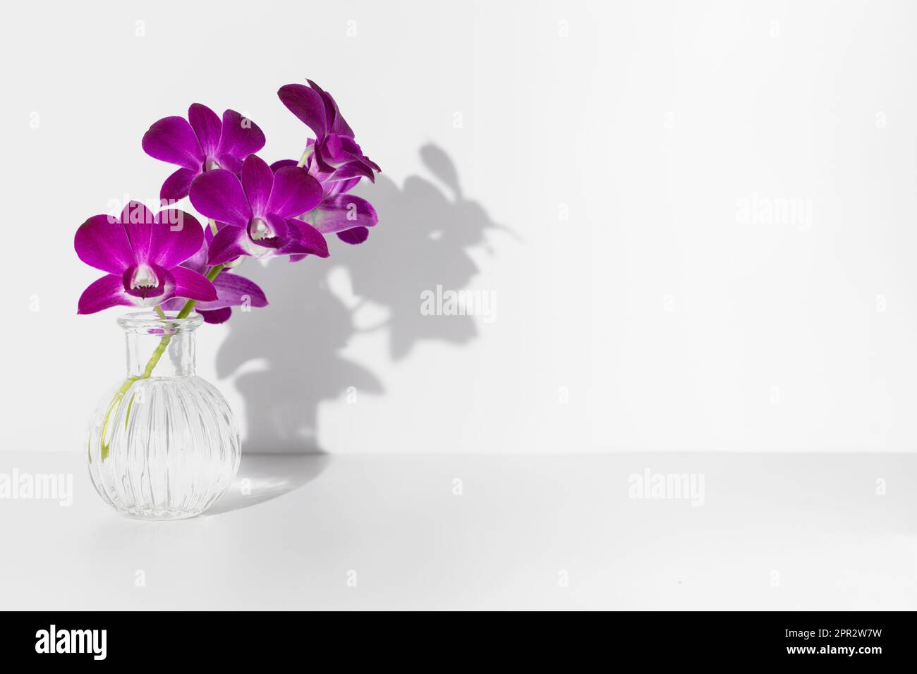 Encore la vie mockup violet orchidées fleurs dans le verre d'eau avec ombre sur le mur blanc sur fond blanc studio. Copier l'espace Banque D'Images