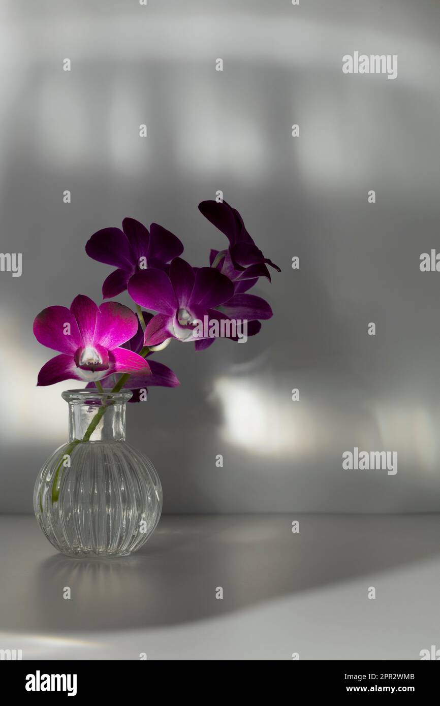 Branche en fleurs d'orchidée pourpre dans vase transparent sur fond gris ombré, espace de copie. Les rayons lumineux tombent sur la disposition des fleurs et le mur. Orchidaceae Banque D'Images