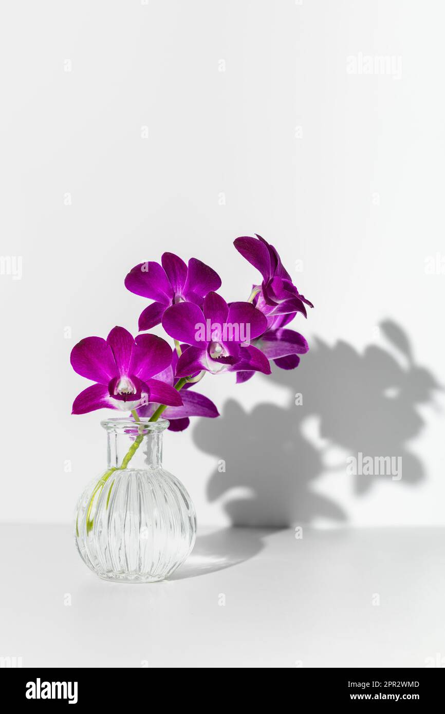 Maquette de fleurs d'orchidées violettes en verre transparent avec ombre sur mur blanc. Fond d'écran, espace de copie Banque D'Images