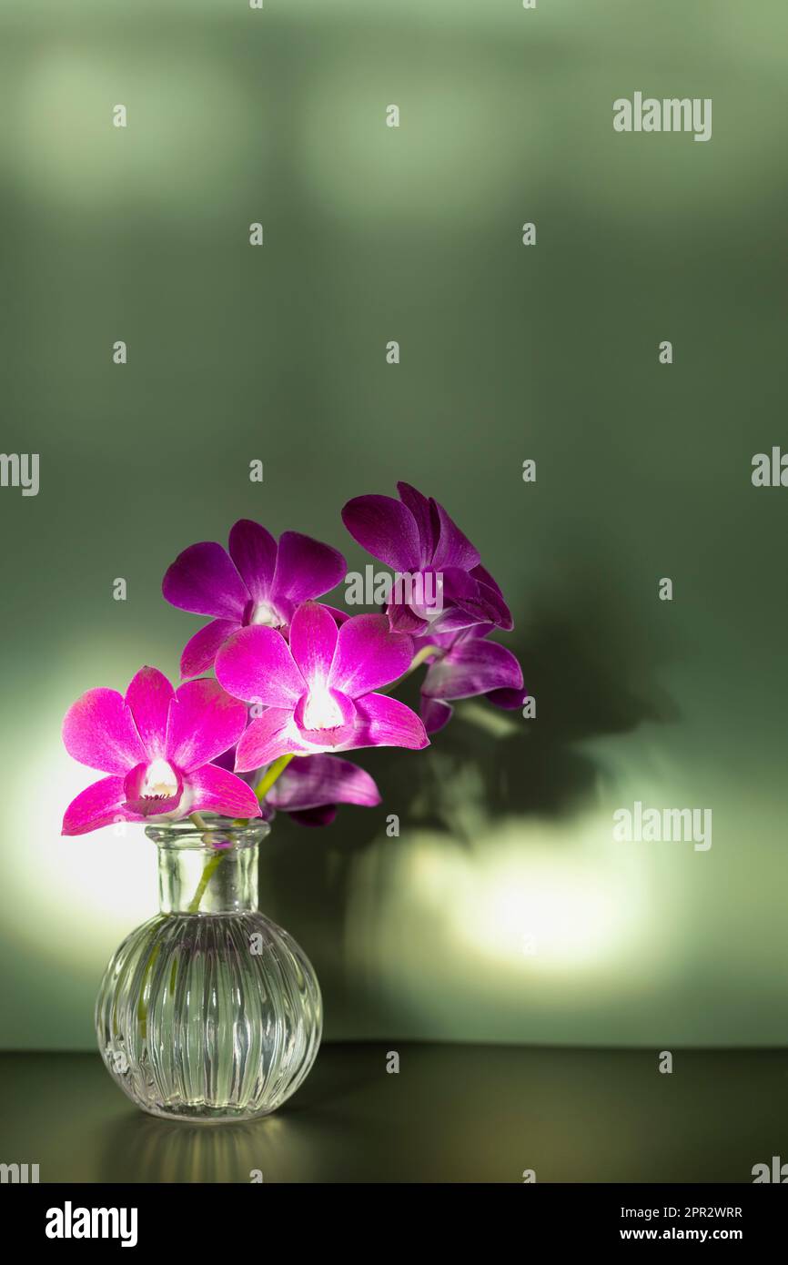 Bouquet de fleurs d'orchidées brillantes composition en rayons du soleil sur pétales dans un vase en verre avec ombre. Design intérieur. Copier l'espace Banque D'Images