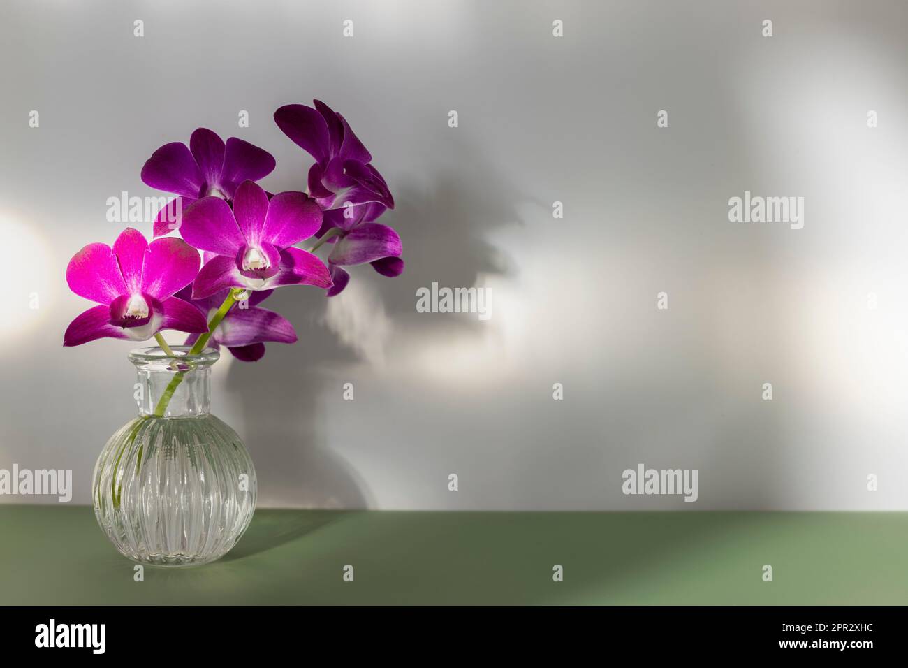 Branche d'orchidée pourpre dans vase transparent sur table kaki, espace de copie, photo horizontale. Les rayons de lumière tombent sur la disposition des fleurs et le mur ombré Banque D'Images