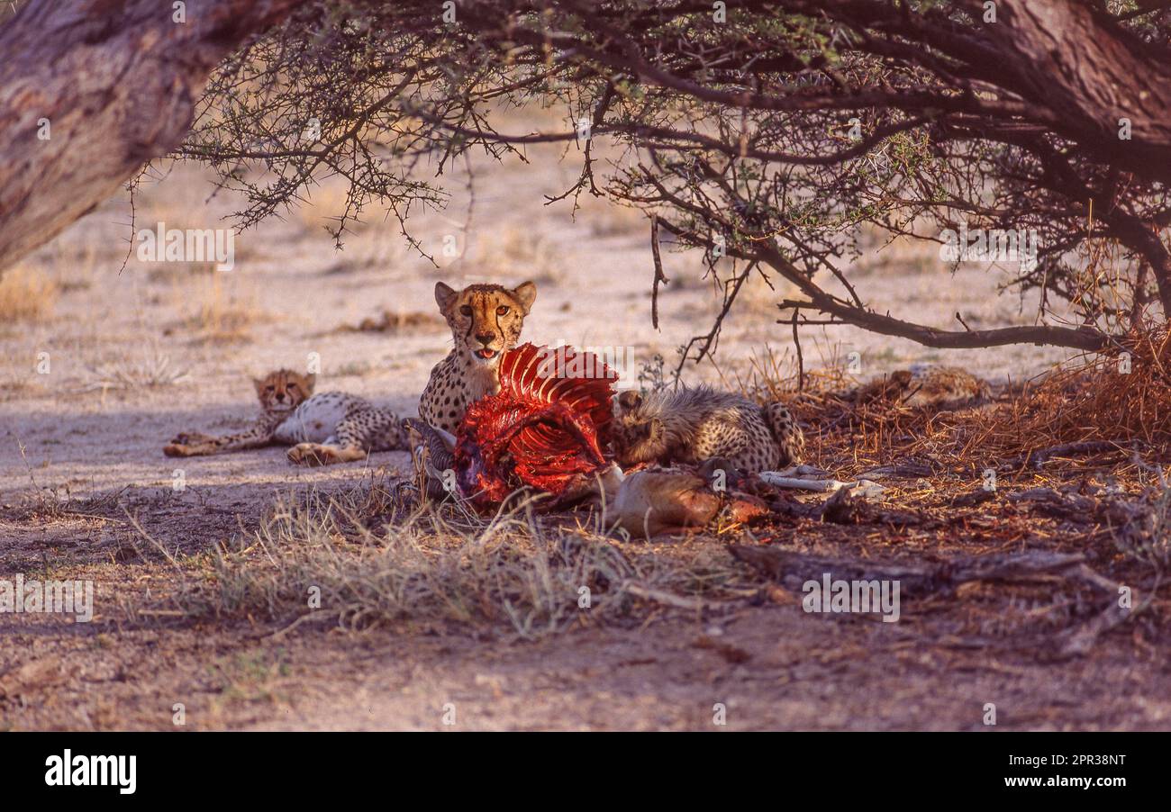 Une guépard avec ses petits se nourrissant de la carcasse d'un bélier de Springbok dans le parc national d'Etosha en Namibie. Banque D'Images