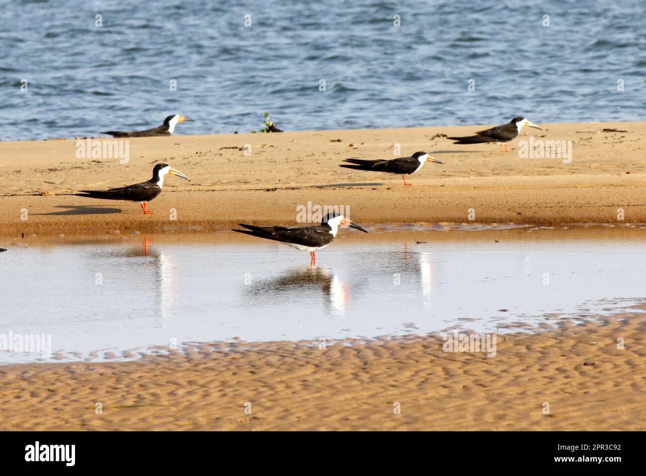 Groupe de skimmer noir (Rynchops niger) sur une rive de sable de la rivière Xingu près de la ville de Senador Jose Porfirio, Para, Brésil. Banque D'Images