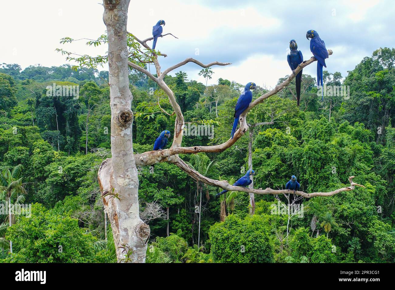 Photo aérienne prise avec un drone d'un groupe de macaw jacinthe (Anodorhynchus hyacinthinus) dans la canopée d'un arbre dans une zone de forêt amazonienne. Banque D'Images