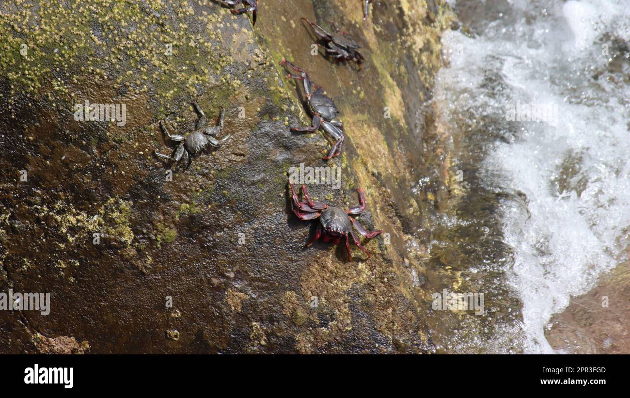 Le crabe rouge (grapsus grapsus) à Camara de Lobos à Madère Banque D'Images