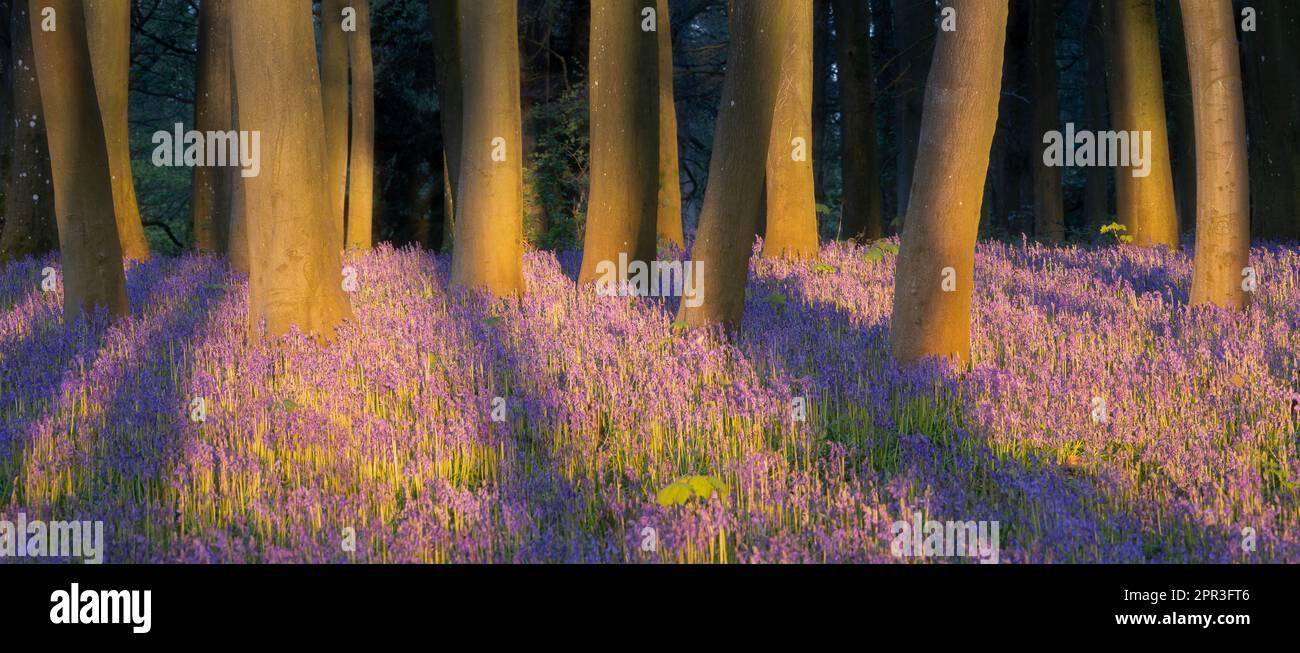 Ombre Bluebell Banque D'Images