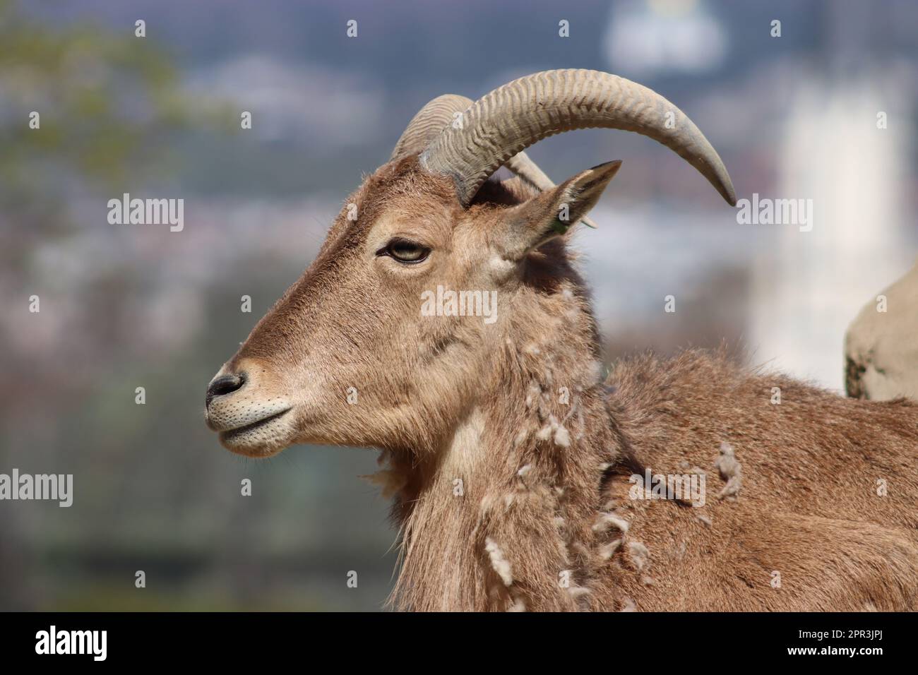 Mouton de Barbarie (Ammotragus lervia). Animal sauvage Banque D'Images