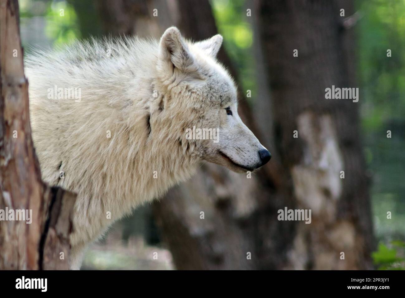 Loup arctique canadien / loup blanc / loup polaire (Canis lupus arctos) Banque D'Images