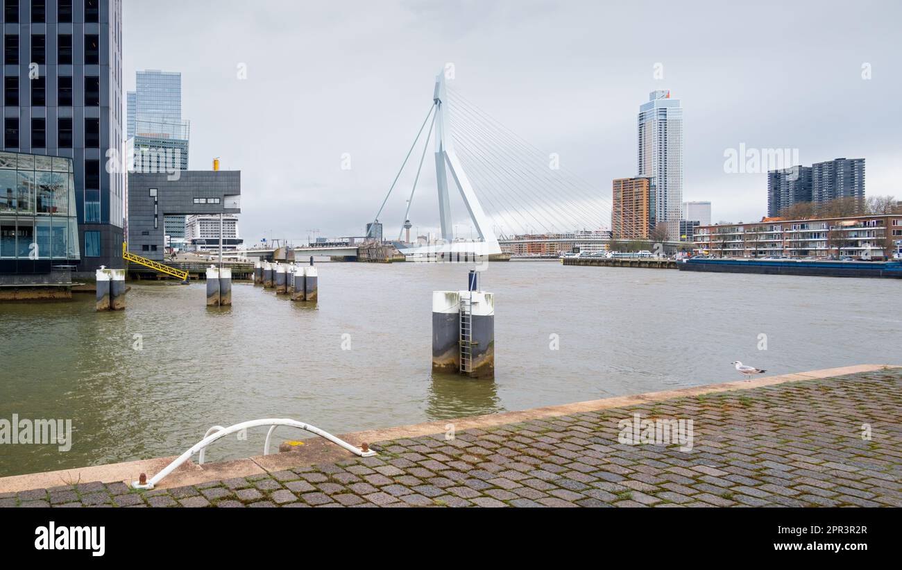 Rotterdam, pays-Bas - le pont Erasmus by Ben van Berkel avec la maison de Bridgewatcher à Kop van Zuid by Blolles Wilson over River Maas Banque D'Images