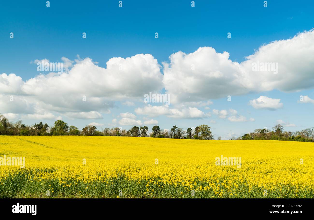 Colza jaune vif (canola) dans un champ de Shropshire, au Royaume-Uni, lors d'une belle journée de printemps Banque D'Images