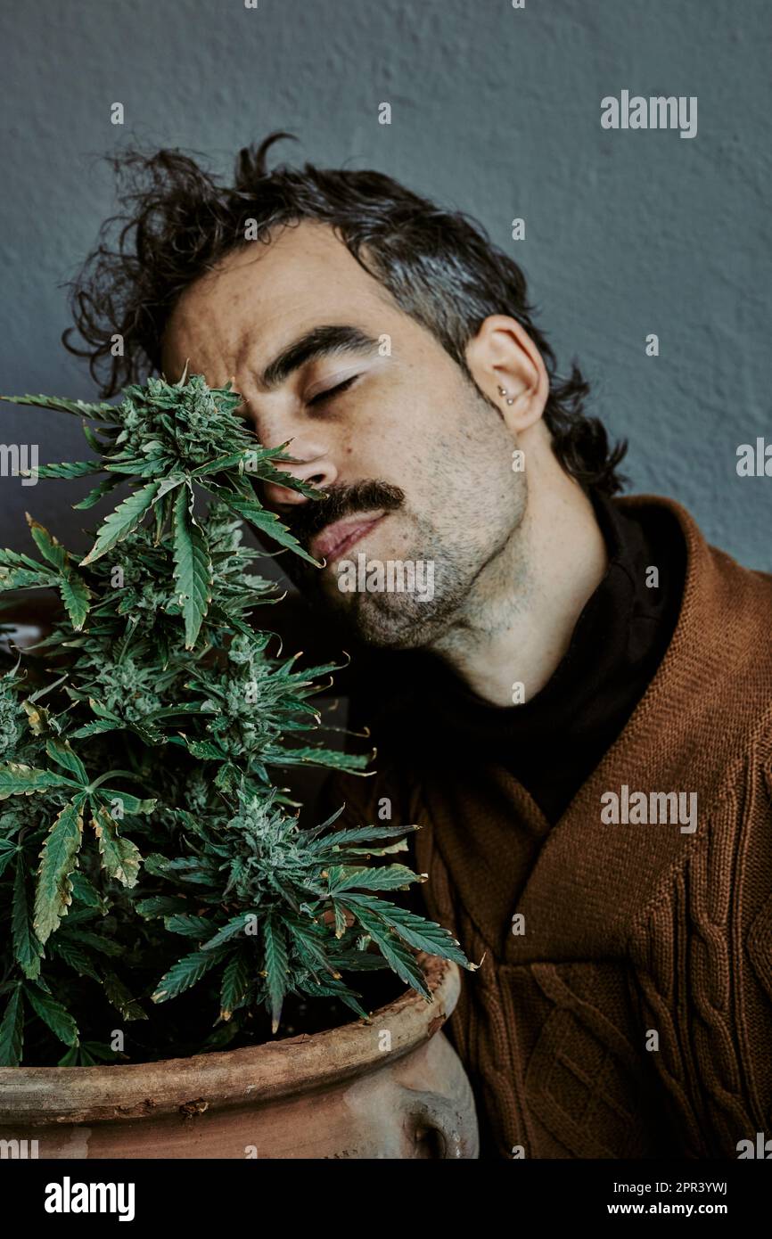 un jeune homme aux cheveux bruns appréciant, sentant, touchant et se retrouvant à côté de sa plante de marijuana. Cannabis concept. Banque D'Images