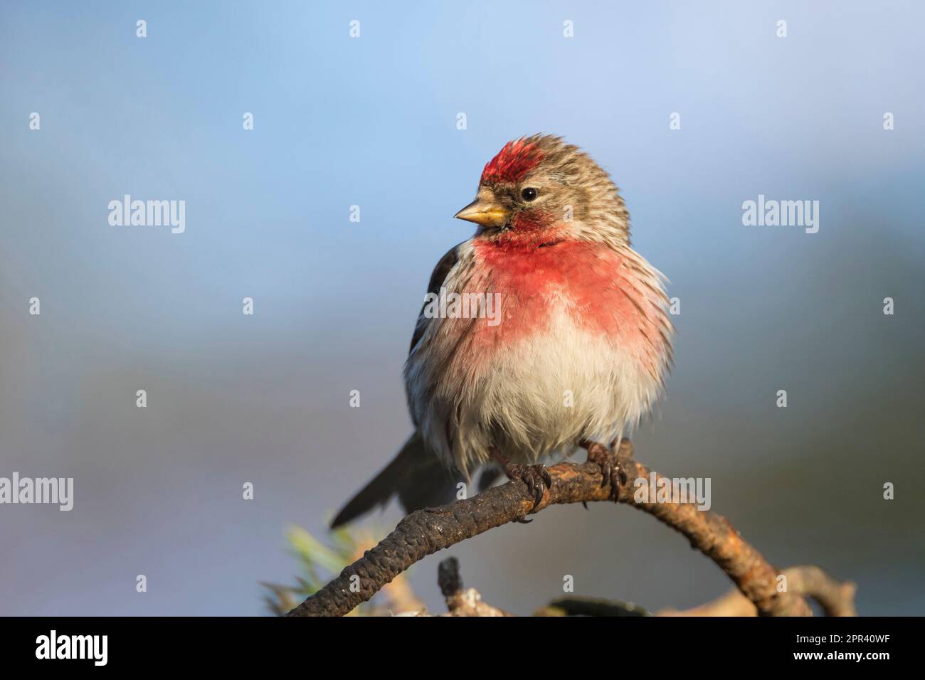 redpoll, sondage rouge commun (Carduelis flammea flammea, Acanthis flammea flammea flammea), mâle dans un plumage reproducteur sur une branche, Scandinavie Banque D'Images